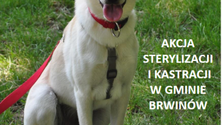 Akcja sterylizacji i kastracji w gminie Brwinów