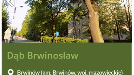 Drzewo Roku 2023 – głosowanie rozpoczęte